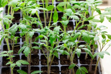 Evde yetişen domates ve salatalık tohumları..