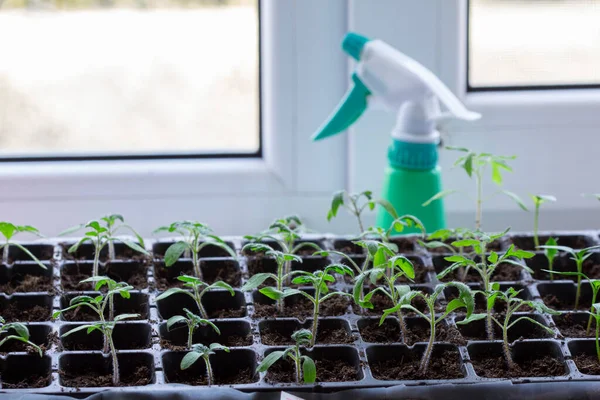 Plántulas de tomates y pepinos cultivados en casa. Fotos De Stock Sin Royalties Gratis