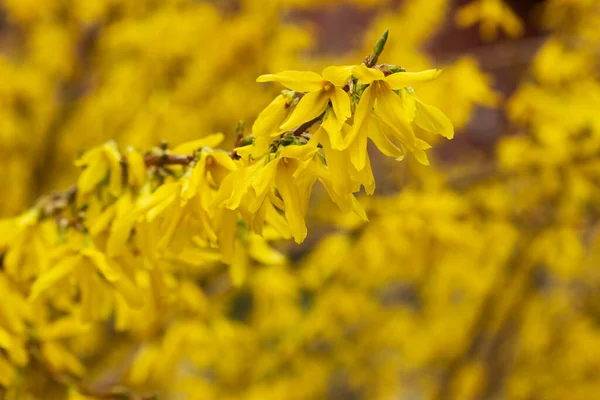 Rami di un arbusto di forsythia fiorente in un parco di città. — Foto Stock