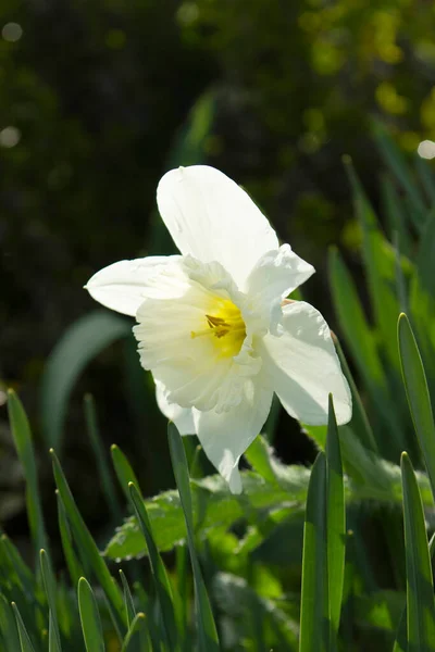 Narciso florescendo em um canteiro de flores no parque, dia ensolarado. — Fotografia de Stock