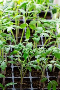 Evde yetişen domates ve salatalık tohumları..