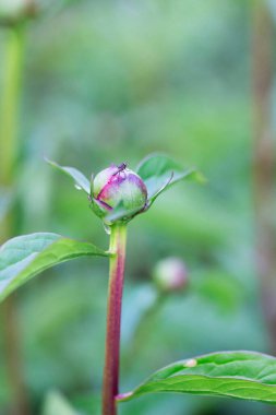 Uç ve yağmur damlaları bahçede şakayık tomurcuğunun üzerinde.