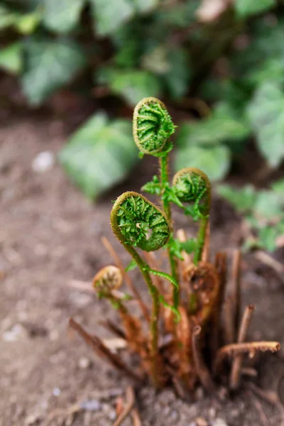 Hojas Helecho Apertura Jardín Primavera Moldavia Helecho Hiedra Primavera Enfoque — Foto de Stock