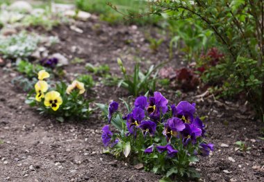 Bahçedeki bir çiçek tarlasında çeşitli türde viyola ve diğer bitkiler. Seçici odak.
