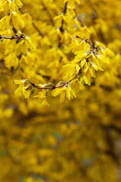 Rami di un arbusto di forsythia fiorente in un parco di città. — Foto Stock