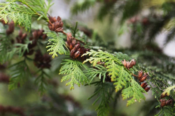 Green thuja branches with flowers and seeds in city park, nature concept. — Zdjęcie stockowe