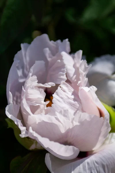 Flores brancas de uma peônia de árvore em um parque de cidade. — Fotografia de Stock