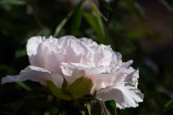 White flowers of a tree peony in a city park. — Stock Photo, Image