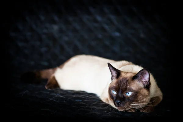 Μπλε eyed οικόσιτης γάτας της Ταϊλάνδης φυλής. — Φωτογραφία Αρχείου