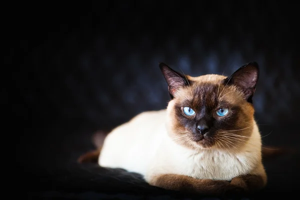 Gato doméstico de olhos azuis de raça tailandesa . Fotos De Bancos De Imagens