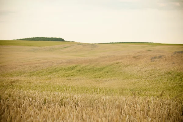 Field of rye — Stock Photo, Image