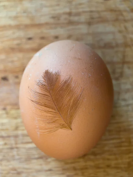 Egg and feather — Stock Photo, Image