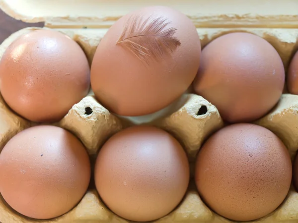 Egg and feather — Stock Photo, Image