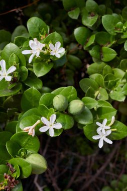 Carissa makrocarpain çiçek açmış çalılar