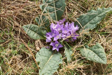 Mandragora sonumnalis çiçek açtı