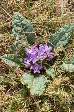Mandragora sonumnalis çiçek açtı
