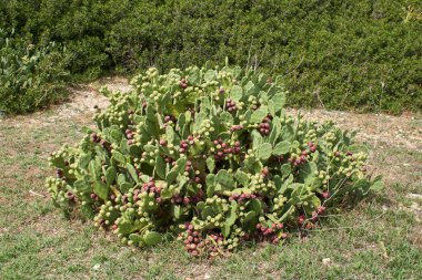 Meyveli Opuntia kasabası bitkileri