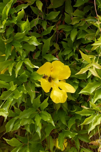 Dolichandra Unguis Cati Κίτρινα Άνθη — Φωτογραφία Αρχείου