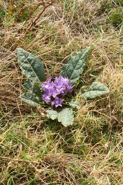Mandragora sonumnalis çiçek açtı