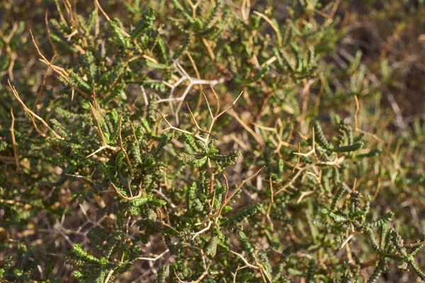 Sarkopoterium Spinosum Větev Zblízka — Stock fotografie