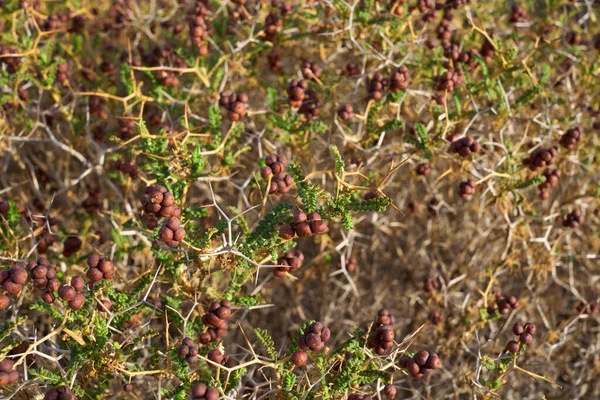 Sarkopoterium Spinosum Gałąź Zamknąć — Zdjęcie stockowe