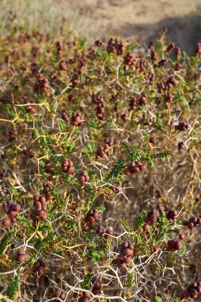 Sarcopoterium Spinosum Tak Close — Stockfoto