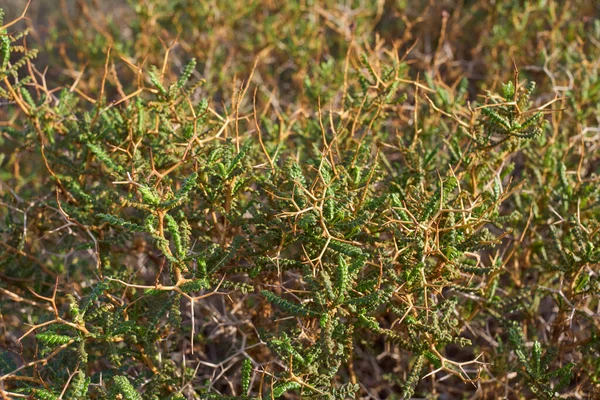 Sarkopoterium Spinosum Gałąź Zamknąć — Zdjęcie stockowe