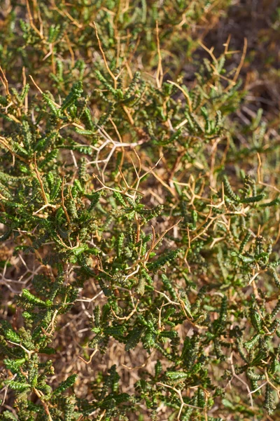 Zweig Von Sarcopoterium Spinosum Aus Nächster Nähe — Stockfoto