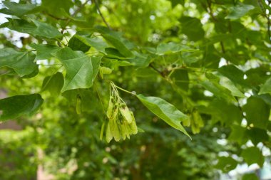Acer buergerianum şubesi ve bagajı kapatın.