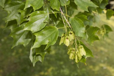 Acer buergerianum şubesi ve bagajı kapatın.