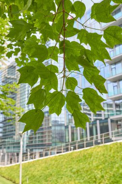 Acer buergerianum şubesi ve bagajı kapatın.