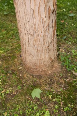 Acer buergerianum şubesi ve bagajı kapatın.
