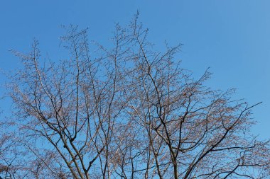Carpinus betulus ağacı çiçek açtı.
