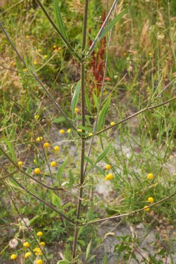 Cephalaria transsylvanica çiçek açtı