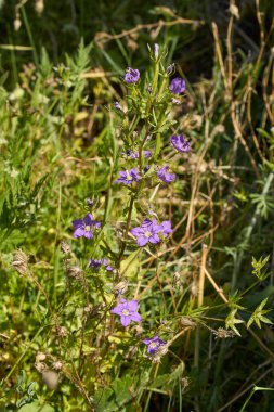 Legousia spekulum saygıdeğer mor çiçekler