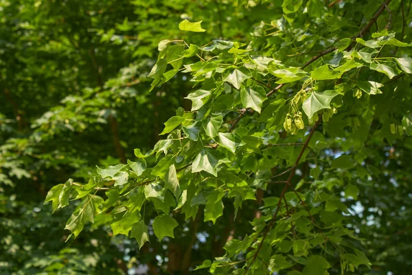 Acer Buergerianum Ramo Tronco Perto — Fotografia de Stock