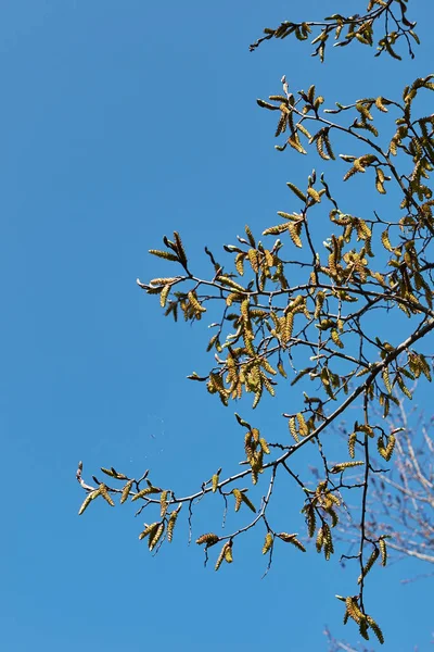 開花中のカルピヌス ベトゥルスの木 — ストック写真