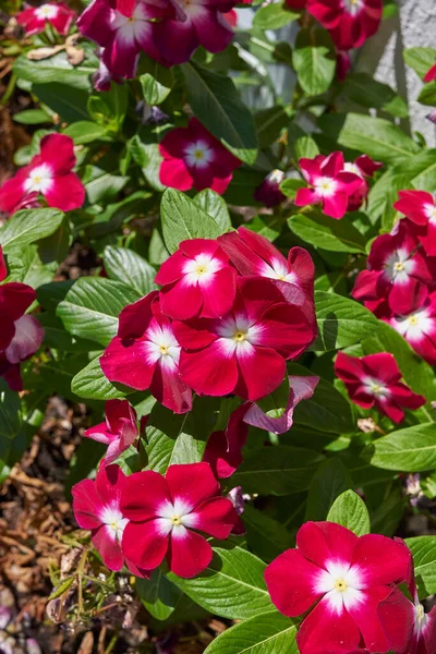 Catharanthus Roseus Voller Blüte — Stockfoto