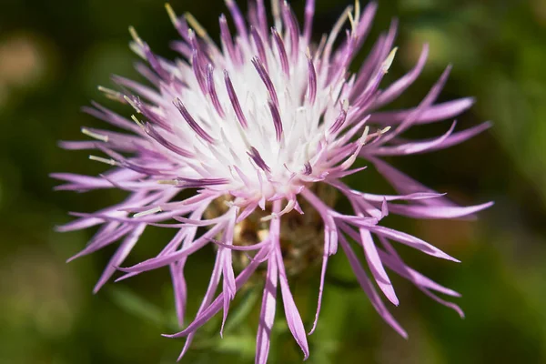 Centaurea Bracteata Purple Flowers — Stock Photo, Image