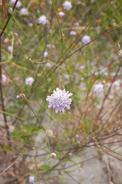 Cephalaria Transsylvanica Flor — Foto de Stock