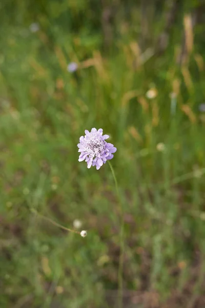 Cephalaria Transsylvanica Flor —  Fotos de Stock