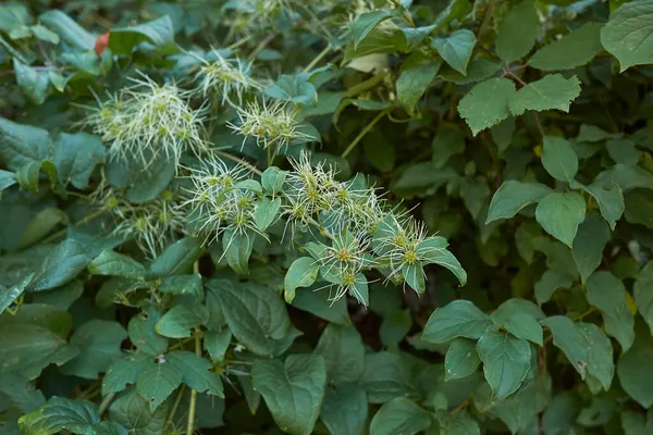 Clematis Vitalba Zijdeachtige Zaden — Stockfoto