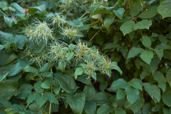 Clematis vitalba silky seeds