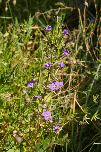 Legousia Speculum Veneris Flores Púrpuras — Foto de Stock