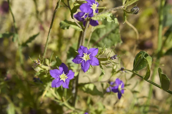 豆科植物的花瓣紫花 — 图库照片