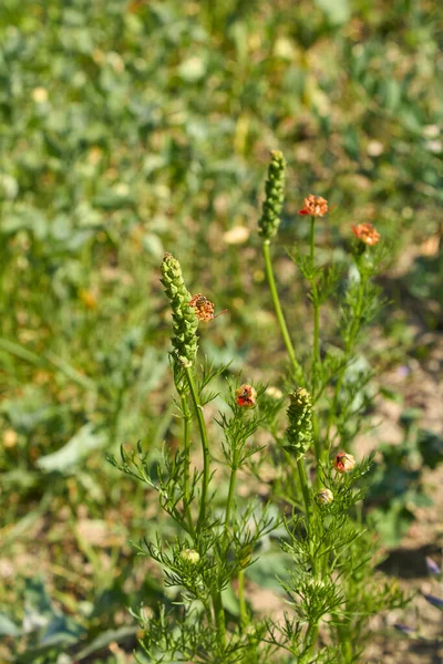 Adonis Aestivalis Blomma Och Frukt Närbild — Stockfoto