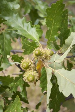 Quercus cerris şubesi ve bagajı kapatın.