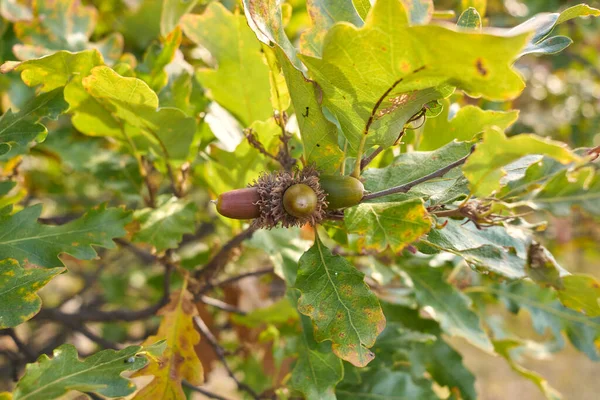 Quercus Cerris Větev Kufr Zavřít — Stock fotografie