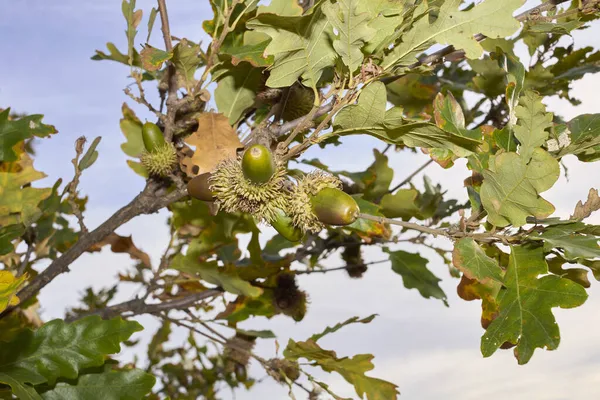 Quercus Cerris分枝和树干紧密相连 — 图库照片