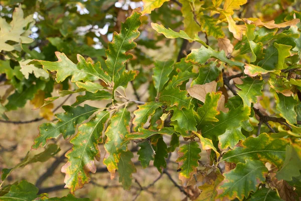 Quercus Cerris Branch Trunk Close — Stock Photo, Image